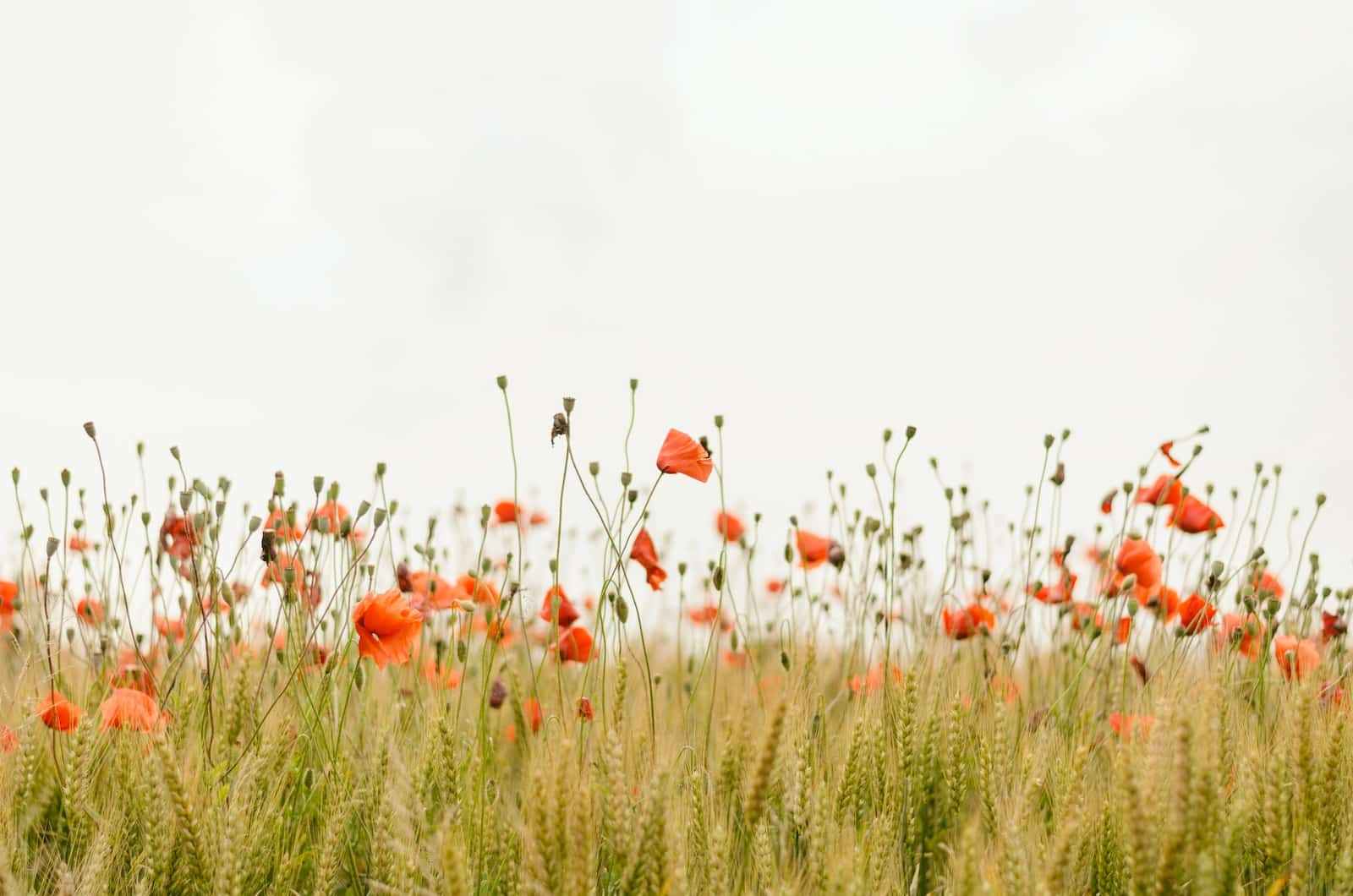 orange flowers